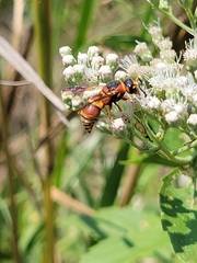 Euodynerus hidalgo