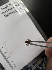 Camponotus chromaiodes