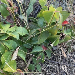 Toxicodendron rydbergii