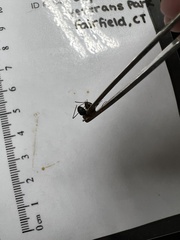 Camponotus chromaiodes