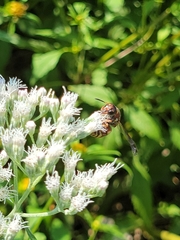 Euodynerus hidalgo