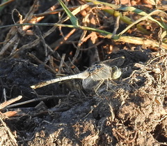 Diplacodes trivialis