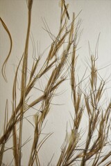 Aristida basiramea