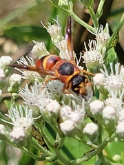 Euodynerus hidalgo