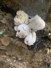 Entoloma abortivum