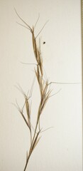 Aristida basiramea