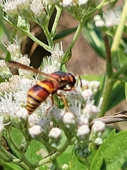 Euodynerus hidalgo