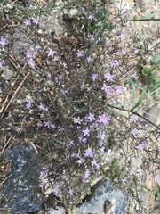 Polemoniaceae