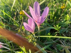 Colchicum