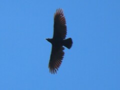 Corvus albicollis