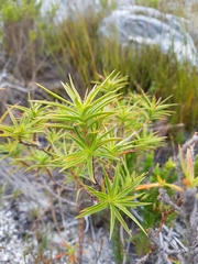 Cliffortia ruscifolia