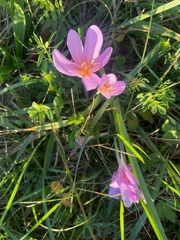Colchicum