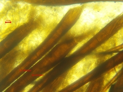 Scutellinia colensoi