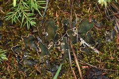 Peltigera malacea