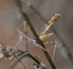 Empusa pennata
