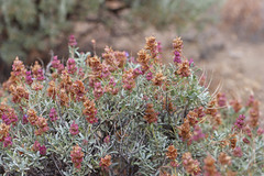 Salvia dorrii incana