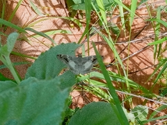 Caprona adelica