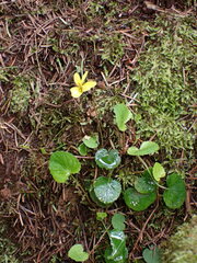 Viola sempervirens