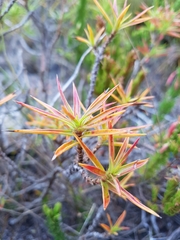 Cliffortia ruscifolia