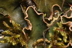 Peltigera malacea