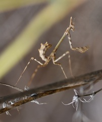 Empusa pennata