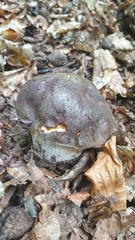 Boletus pinophilus