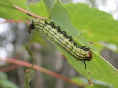 Dryocampa rubicunda