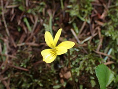 Viola sempervirens