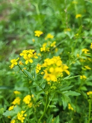 Rorippa sylvestris