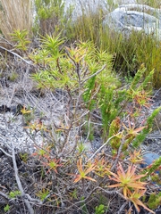 Cliffortia ruscifolia