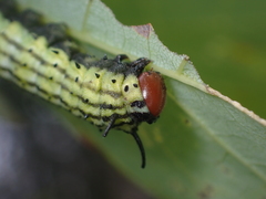Dryocampa rubicunda