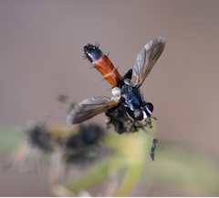 Cylindromyia intermedia