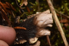 Peltigera malacea