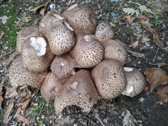 Agaricus bohusii
