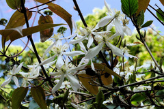 Clematis armandii
