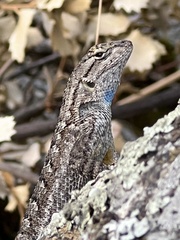 Sceloporus occidentalis longipes