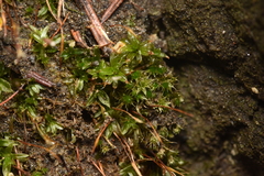 Syntrichia