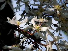 Clematis armandii