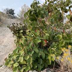 Toxicodendron rydbergii