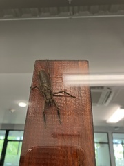 Nesoecia