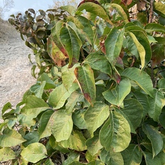 Toxicodendron rydbergii