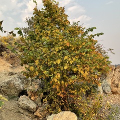 Ulmus americana