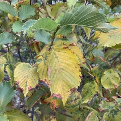 Ulmus americana