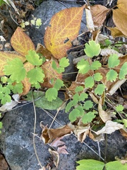 Thalictrum venulosum