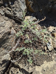 Artemisia michauxiana