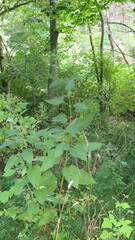 Scrophularia marilandica