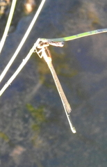 Coenagrionidae