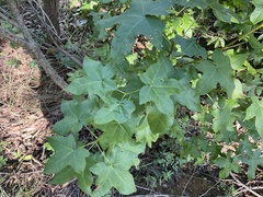 Liquidambar