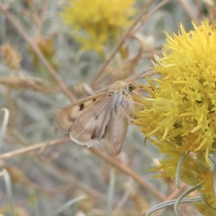 Heliothis phloxiphaga