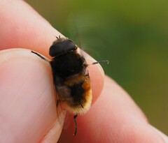 Eristalis intricaria